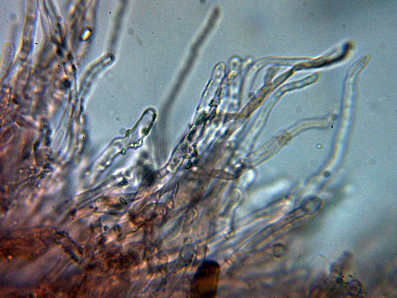 Corticial hydnoide para identificar. (Hyphodontia spathulata)